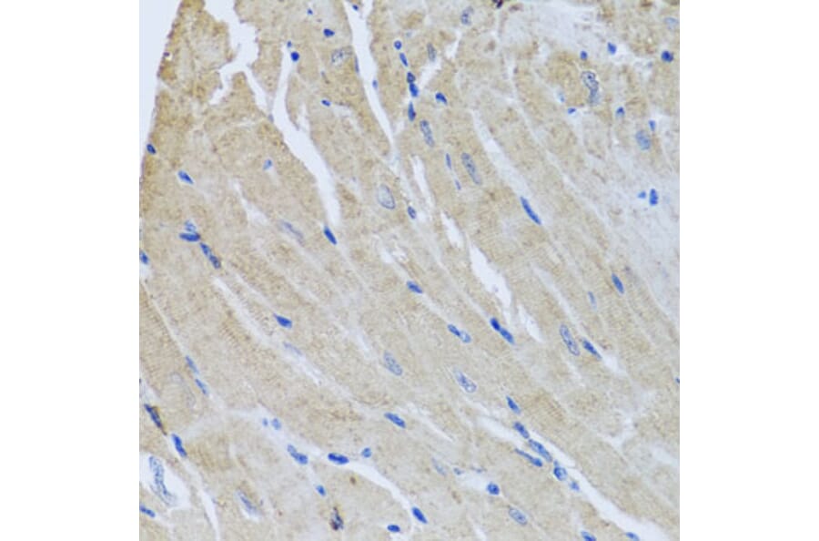 Immunohistochemistry - Anti-SR1 Antibody (A15361) - Antibodies.com