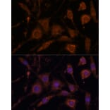 Immunofluorescence - Anti-Stanniocalcin 1/STC Antibody (A15363) - Antibodies.com