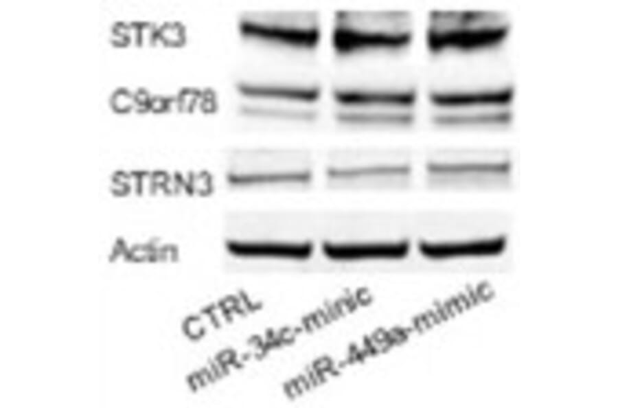 Western Blot - Anti-SG2NA Antibody - Antibodies.com