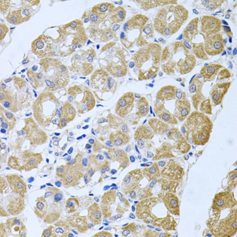 Immunohistochemistry - Anti-SG2NA Antibody (A15364) - Antibodies.com