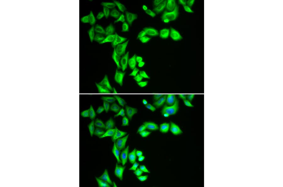 Immunofluorescence - Anti-SG2NA Antibody (A15364) - Antibodies.com