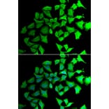 Immunofluorescence - Anti-Transaldolase 1 Antibody (A15367) - Antibodies.com