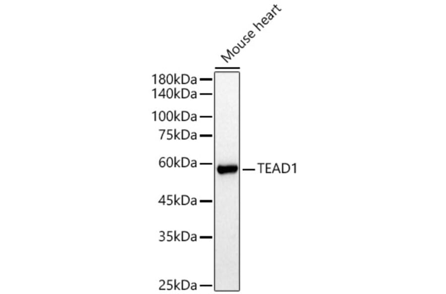 Western Blot - Anti-TEF1/TEAD-1 Antibody (A15368) - Antibodies.com
