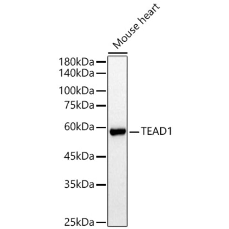 Western Blot - Anti-TEF1/TEAD-1 Antibody (A15368) - Antibodies.com