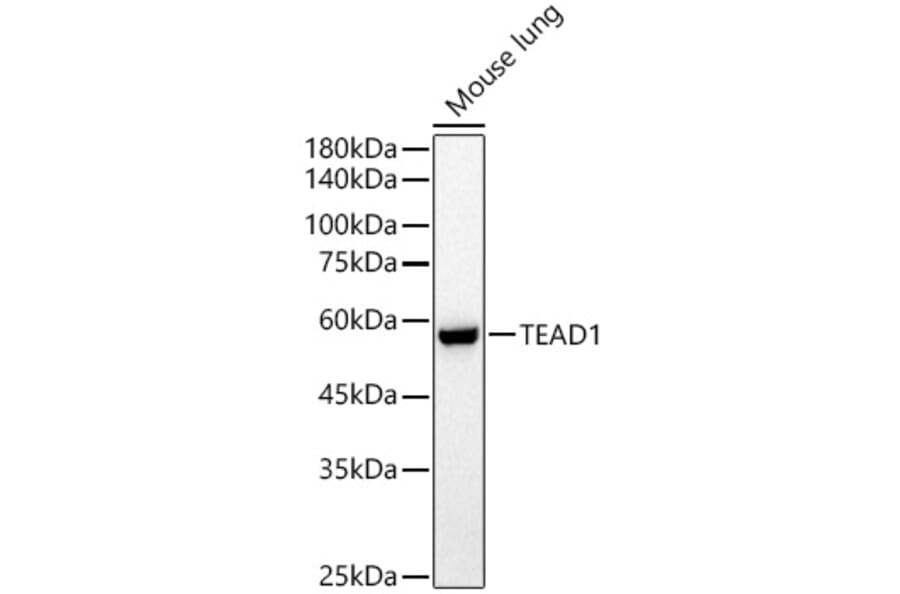 Western Blot - Anti-TEF1/TEAD-1 Antibody (A15368) - Antibodies.com
