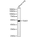 Western Blot - Anti-TEF1/TEAD-1 Antibody (A15368) - Antibodies.com