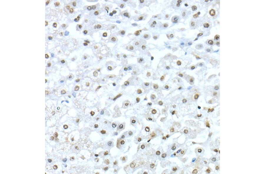 Immunohistochemistry - Anti-TEF1/TEAD-1 Antibody (A15368) - Antibodies.com