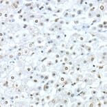 Immunohistochemistry - Anti-TEF1/TEAD-1 Antibody (A15368) - Antibodies.com