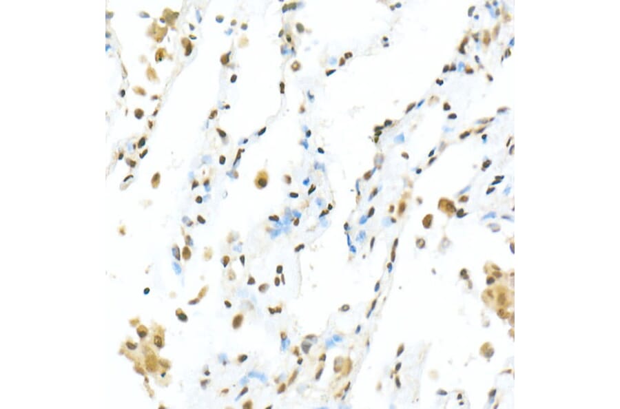Immunohistochemistry - Anti-TEF1/TEAD-1 Antibody (A15368) - Antibodies.com
