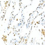 Immunohistochemistry - Anti-TEF1/TEAD-1 Antibody (A15368) - Antibodies.com