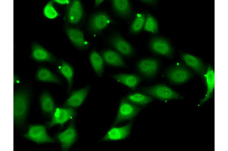 Immunofluorescence - Anti-TEF1/TEAD-1 Antibody (A15368) - Antibodies.com