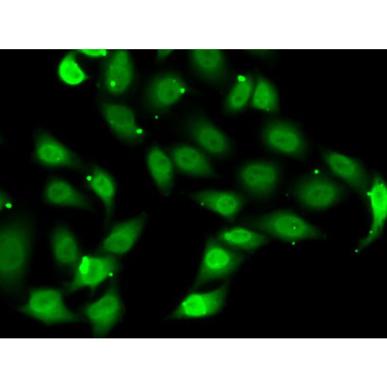Immunofluorescence - Anti-TEF1/TEAD-1 Antibody (A15368) - Antibodies.com