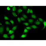 Immunofluorescence - Anti-TEF1/TEAD-1 Antibody (A15368) - Antibodies.com
