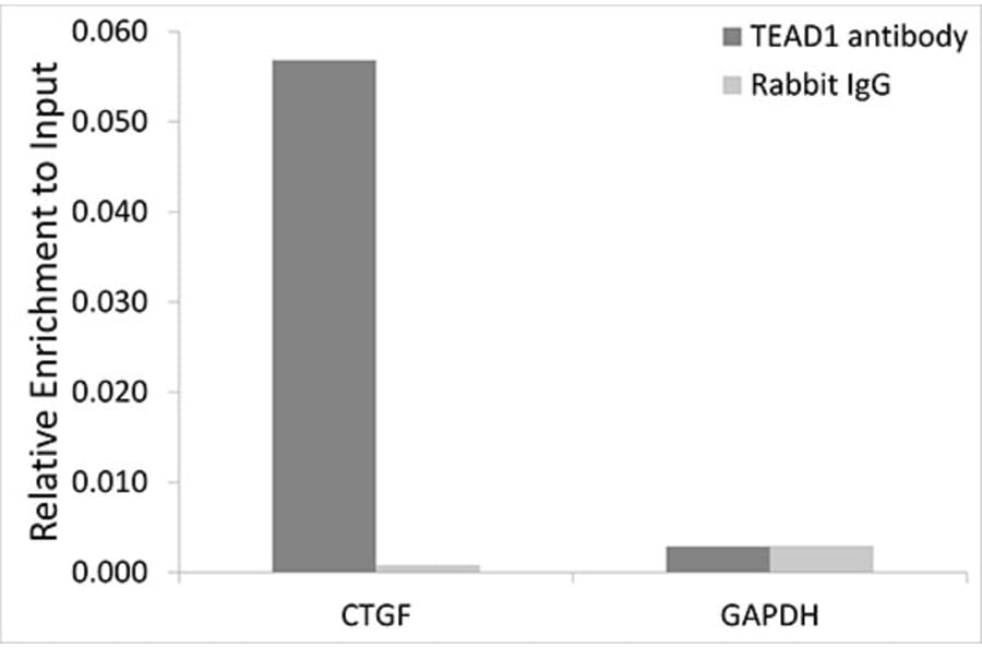 Chromatin Immunoprecipitation - Anti-TEF1/TEAD-1 Antibody (A15368) - Antibodies.com