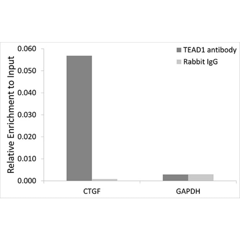 Chromatin Immunoprecipitation - Anti-TEF1/TEAD-1 Antibody (A15368) - Antibodies.com