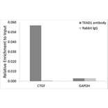 Chromatin Immunoprecipitation - Anti-TEF1/TEAD-1 Antibody (A15368) - Antibodies.com