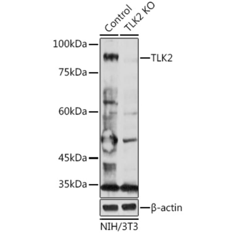 Western Blot - Anti-TLK2 Antibody (A15369) - Antibodies.com