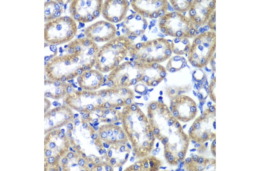 Immunohistochemistry - Anti-TMED10 Antibody (A6771) - Antibodies.com