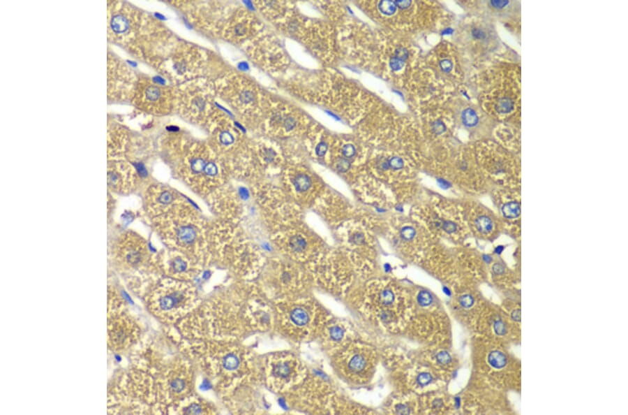 Immunohistochemistry - Anti-TMED10 Antibody (A6771) - Antibodies.com