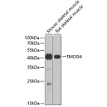 Western Blot - Anti-TMOD4 Antibody (A15371) - Antibodies.com