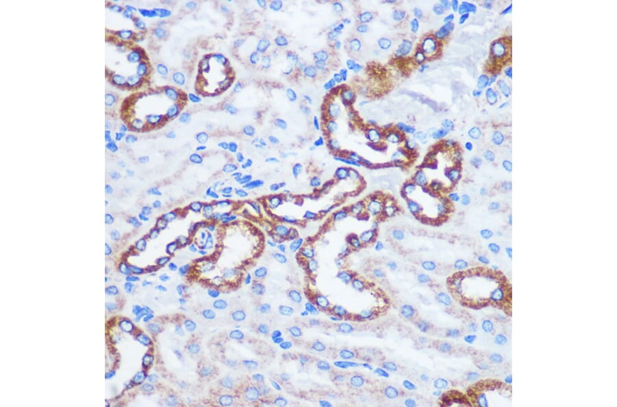 Immunohistochemistry - Anti-TOMM20 Antibody (A15372) - Antibodies.com