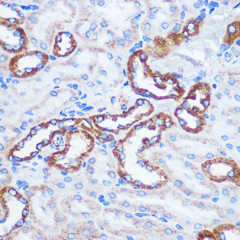 Immunohistochemistry - Anti-TOMM20 Antibody (A15372) - Antibodies.com