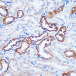 Immunohistochemistry - Anti-TOMM20 Antibody (A15372) - Antibodies.com