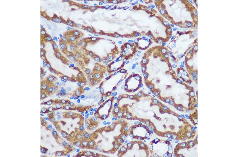 Immunohistochemistry - Anti-TOMM20 Antibody (A15372) - Antibodies.com