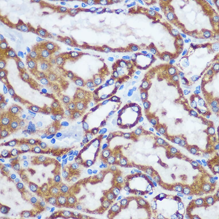 Immunohistochemistry - Anti-TOMM20 Antibody (A15372) - Antibodies.com