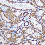 Immunohistochemistry - Anti-TOMM20 Antibody (A15372) - Antibodies.com