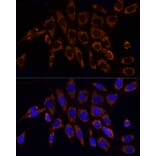 Immunofluorescence - Anti-TOMM20 Antibody (A15372) - Antibodies.com