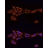 Immunofluorescence - Anti-TOMM20 Antibody (A15372) - Antibodies.com