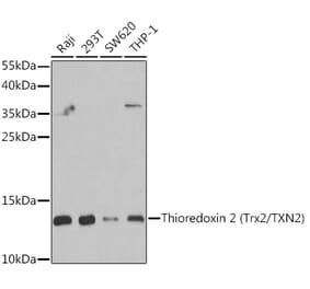 Western Blot - Anti-Thioredoxin 2 Antibody (A15376) - Antibodies.com