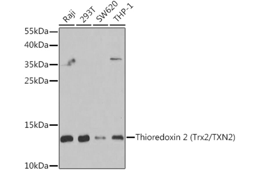 Western Blot - Anti-Thioredoxin 2 Antibody (A15376) - Antibodies.com