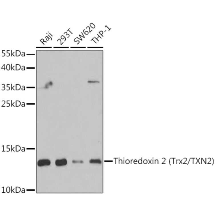 Western Blot - Anti-Thioredoxin 2 Antibody (A15376) - Antibodies.com