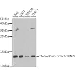 Western Blot - Anti-Thioredoxin 2 Antibody (A15376) - Antibodies.com