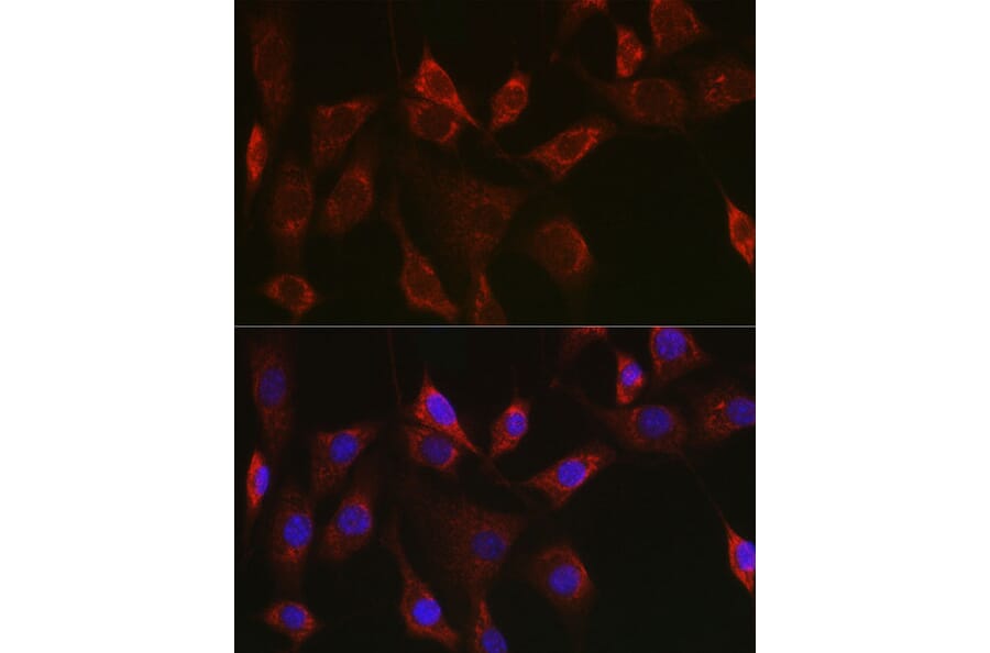 Immunofluorescence - Anti-Thioredoxin 2 Antibody (A15376) - Antibodies.com