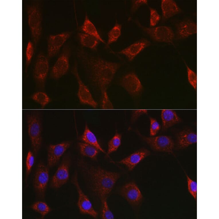 Immunofluorescence - Anti-Thioredoxin 2 Antibody (A15376) - Antibodies.com