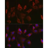 Immunofluorescence - Anti-Thioredoxin 2 Antibody (A15376) - Antibodies.com