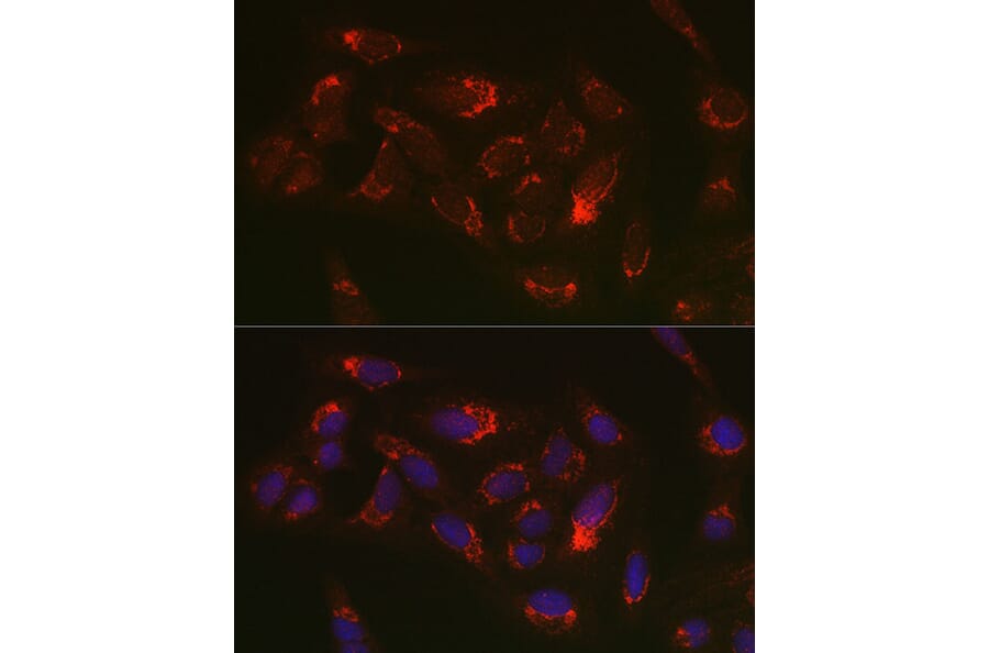 Immunofluorescence - Anti-Thioredoxin 2 Antibody (A15376) - Antibodies.com