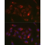 Immunofluorescence - Anti-Thioredoxin 2 Antibody (A15376) - Antibodies.com