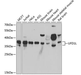 Western Blot - Anti-UFD1L Antibody (A15377) - Antibodies.com