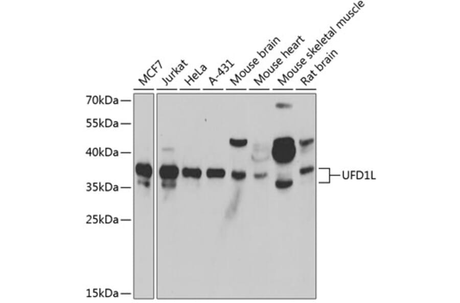 Western Blot - Anti-UFD1L Antibody (A15377) - Antibodies.com