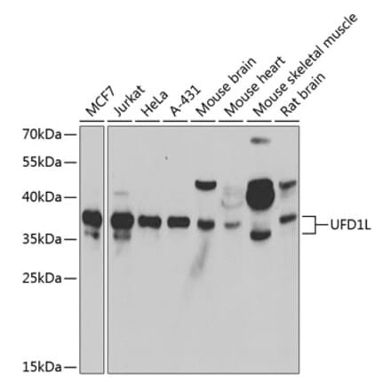 Western Blot - Anti-UFD1L Antibody (A15377) - Antibodies.com