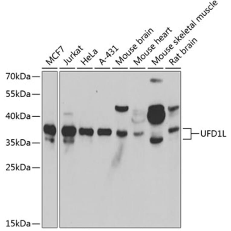 Western Blot - Anti-UFD1L Antibody (A15377) - Antibodies.com