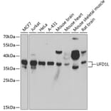Western Blot - Anti-UFD1L Antibody (A15377) - Antibodies.com