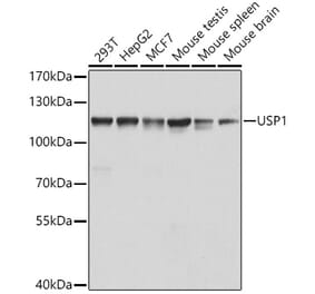 Western Blot - Anti-USP1 Antibody (A15378) - Antibodies.com