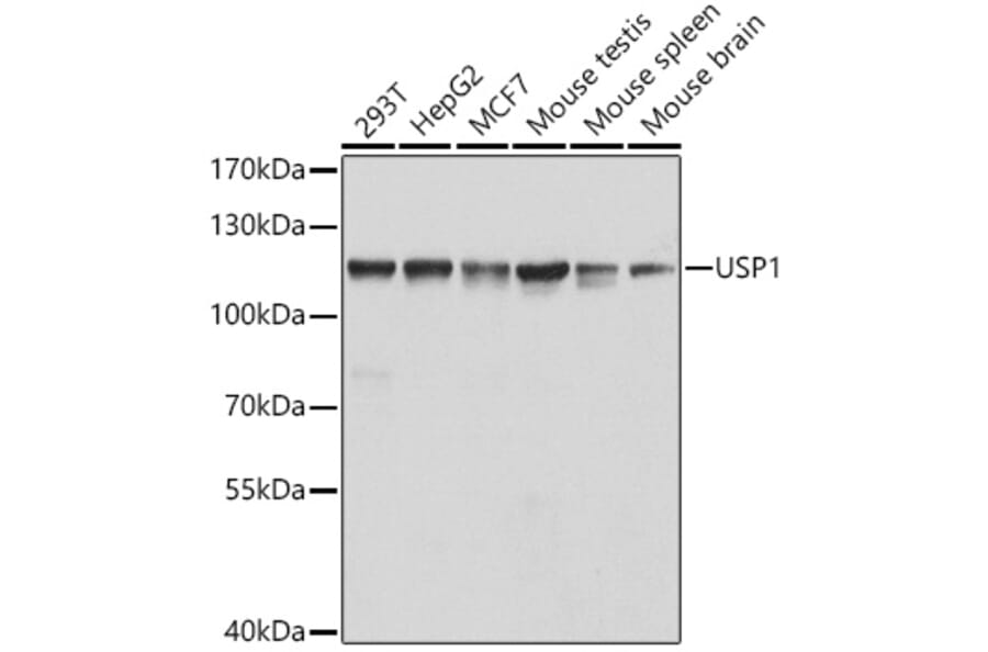 Western Blot - Anti-USP1 Antibody (A15378) - Antibodies.com