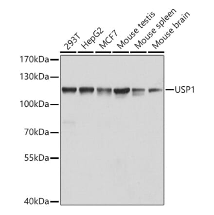 Western Blot - Anti-USP1 Antibody (A15378) - Antibodies.com