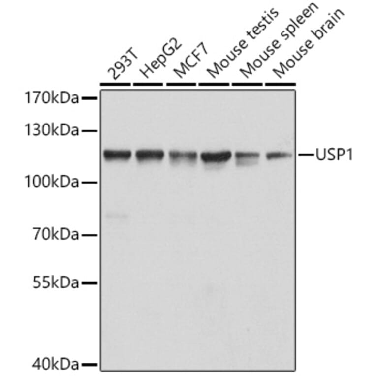 Western Blot - Anti-USP1 Antibody (A15378) - Antibodies.com